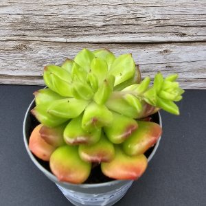 Sedeveria 'Red Lantern' pot 5,5cm
