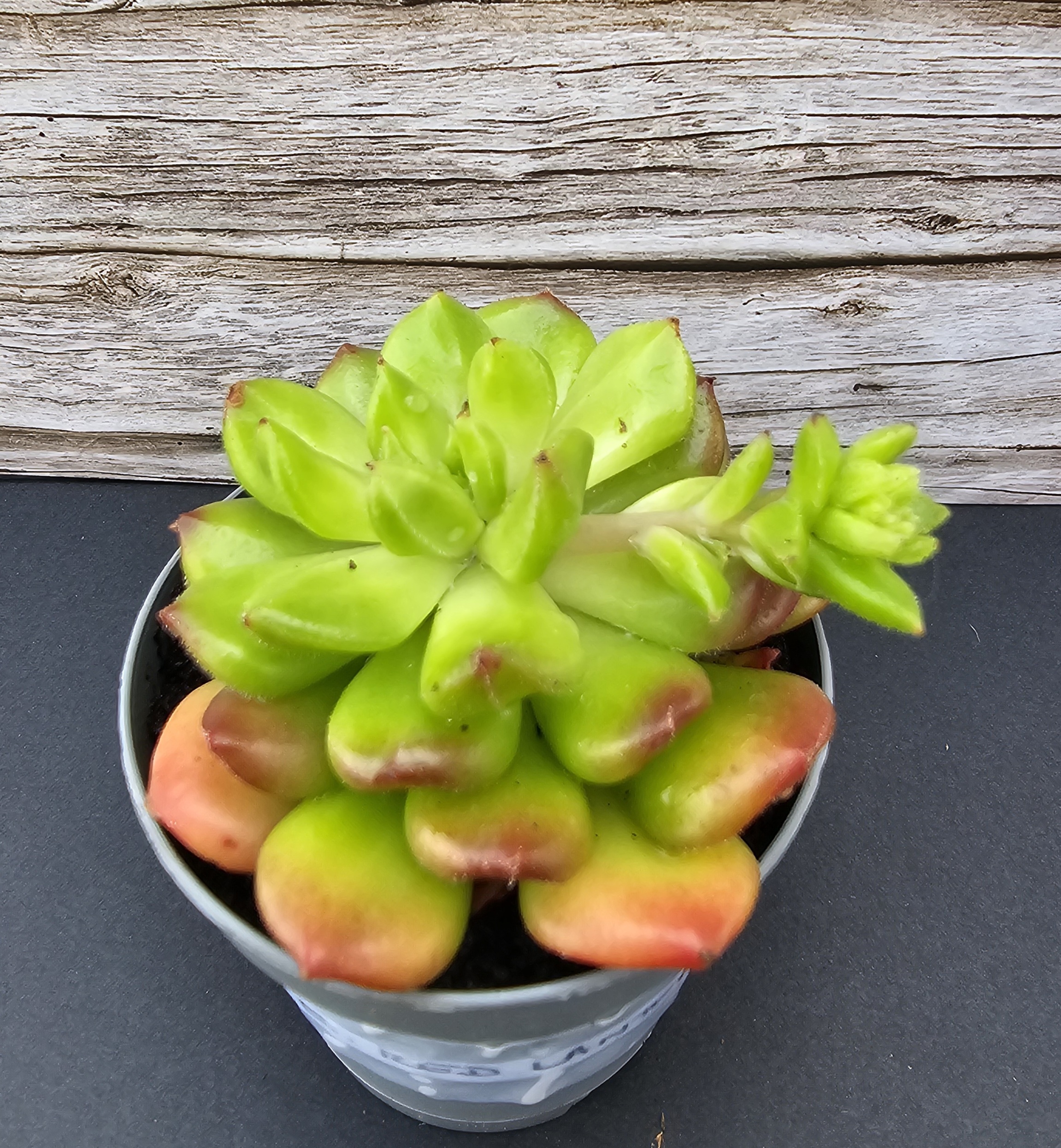 Sedeveria 'Red Lantern' pot 5,5cm