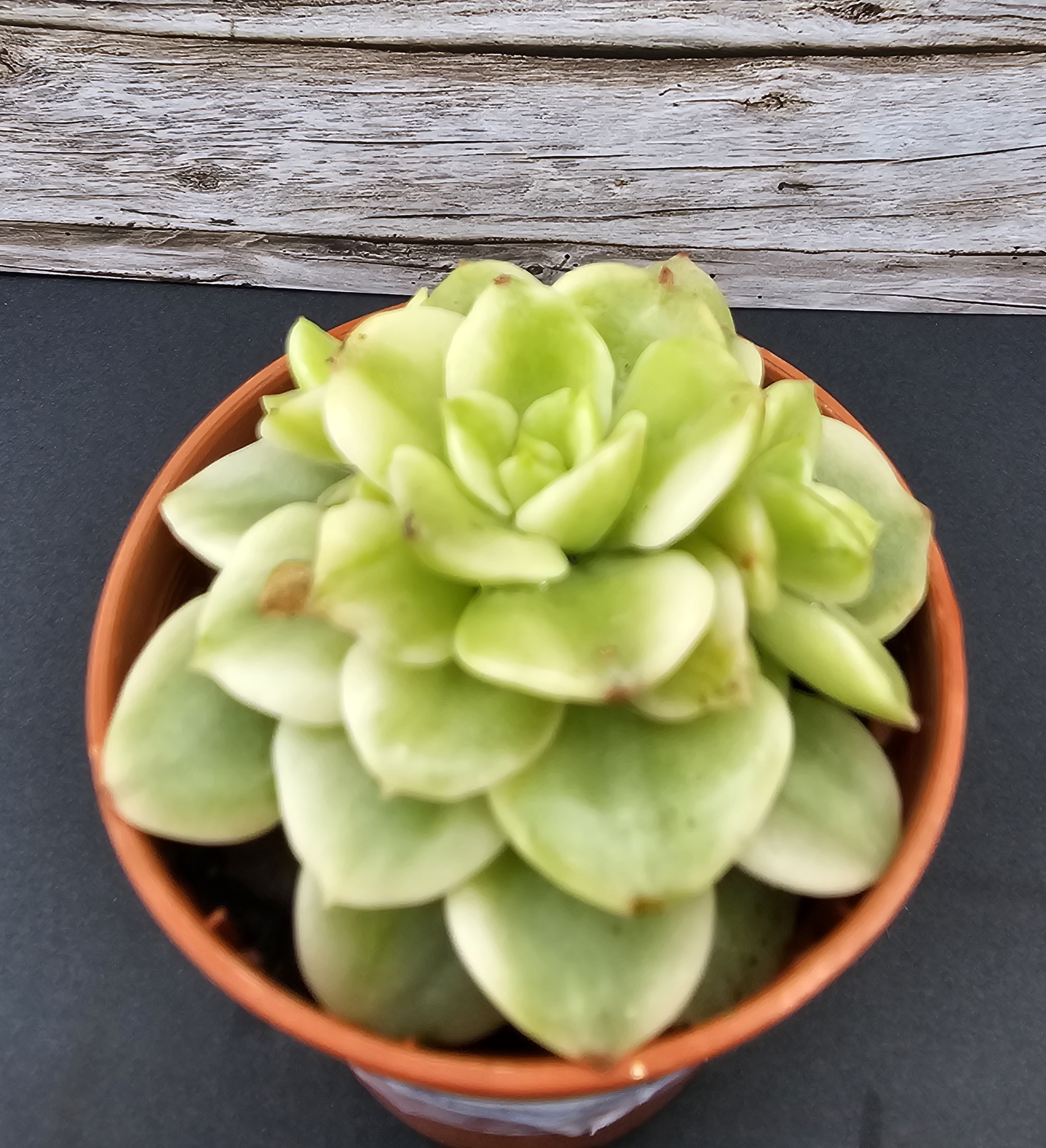Sedeveria rolly variegata pot 5.5cm – Image 2