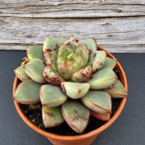 Echeveria 'Nacre' pot 5,5cm