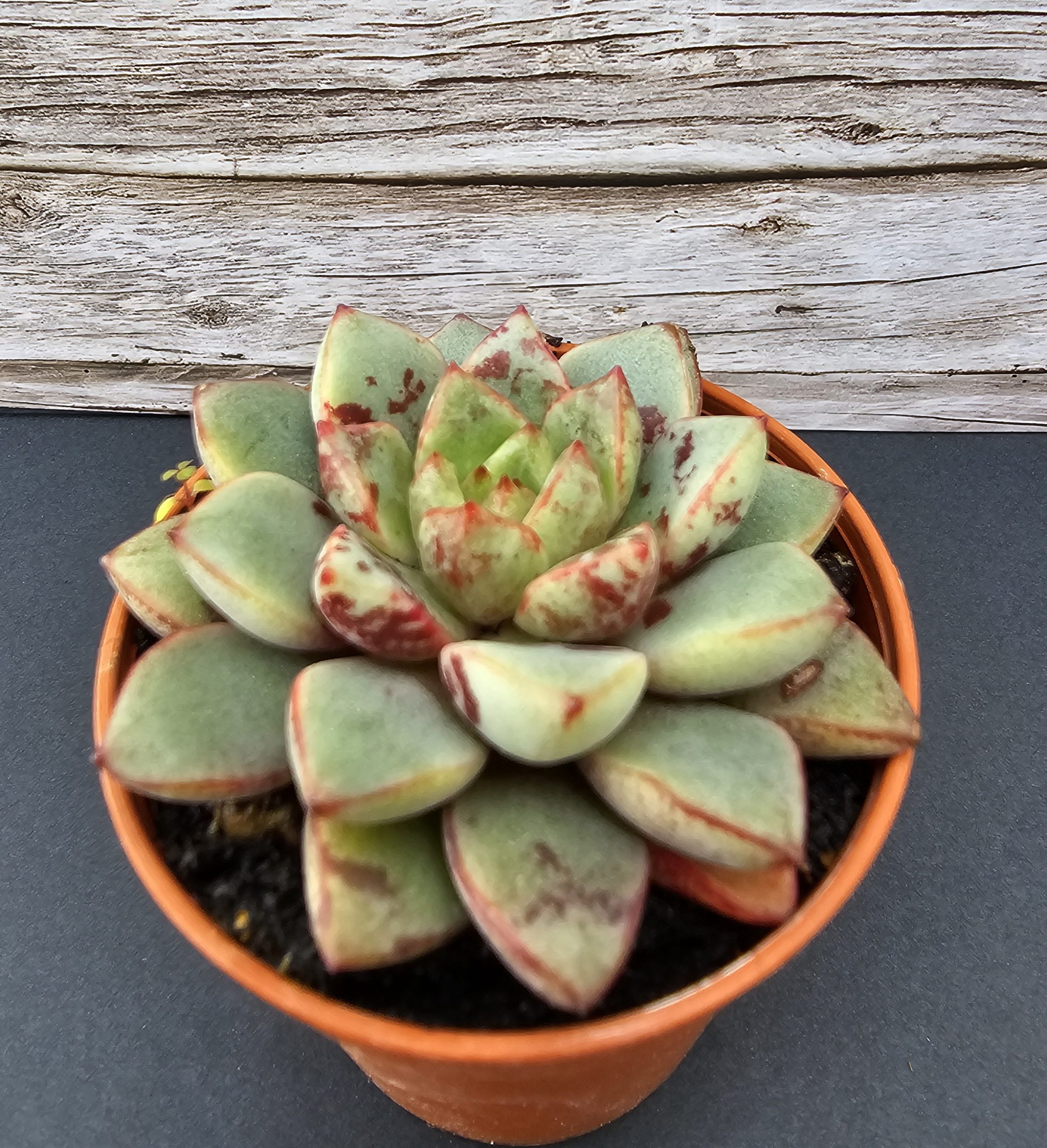 Echeveria 'Nacre' pot 5,5cm