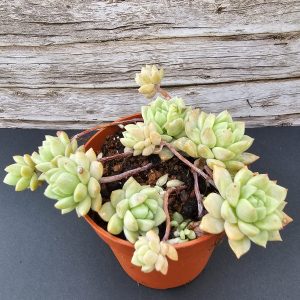 Echeveria prolifica pot 6.5cm