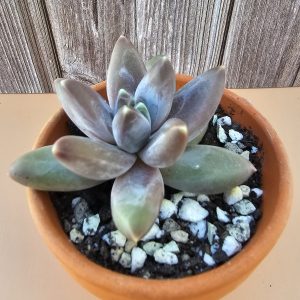 Pachyphytum compactum pot 7cm