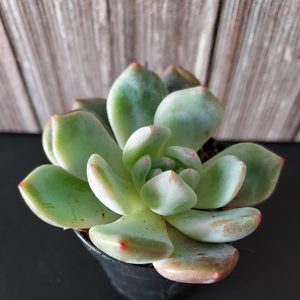 Echeveria 'Monroe' pot 5.5cm