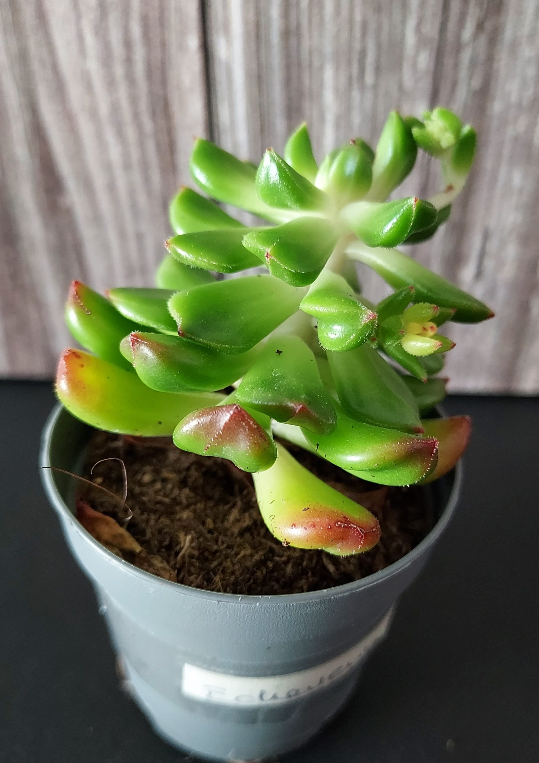 Sedeveria 'Red Lantern' pot 5,5cm – Image 2
