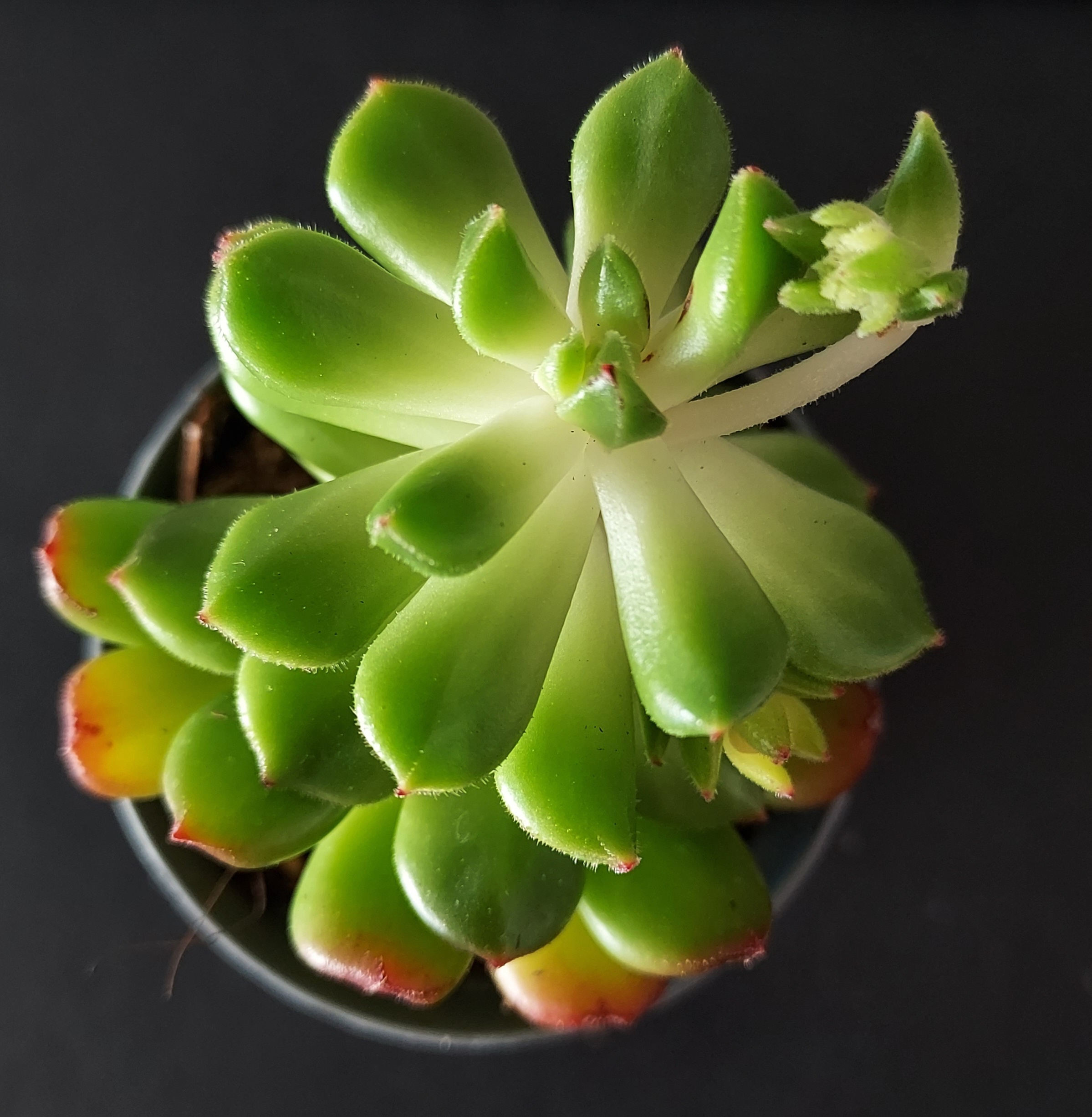 Sedeveria 'Red Lantern' pot 5,5cm – Image 3