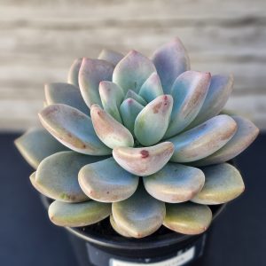 Echeveria 'Opalina' pot 9cm