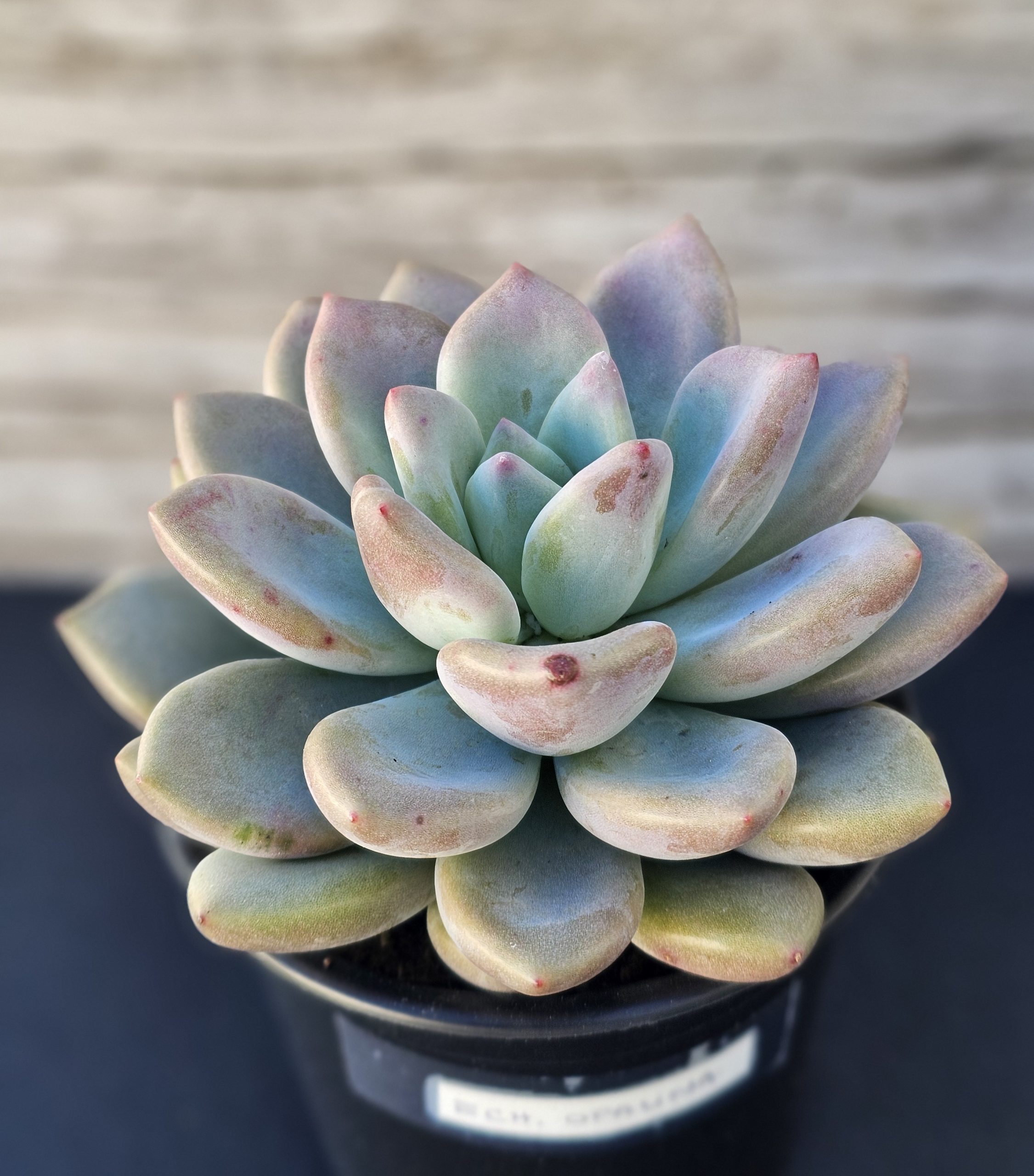 Echeveria 'Opalina' pot 9cm