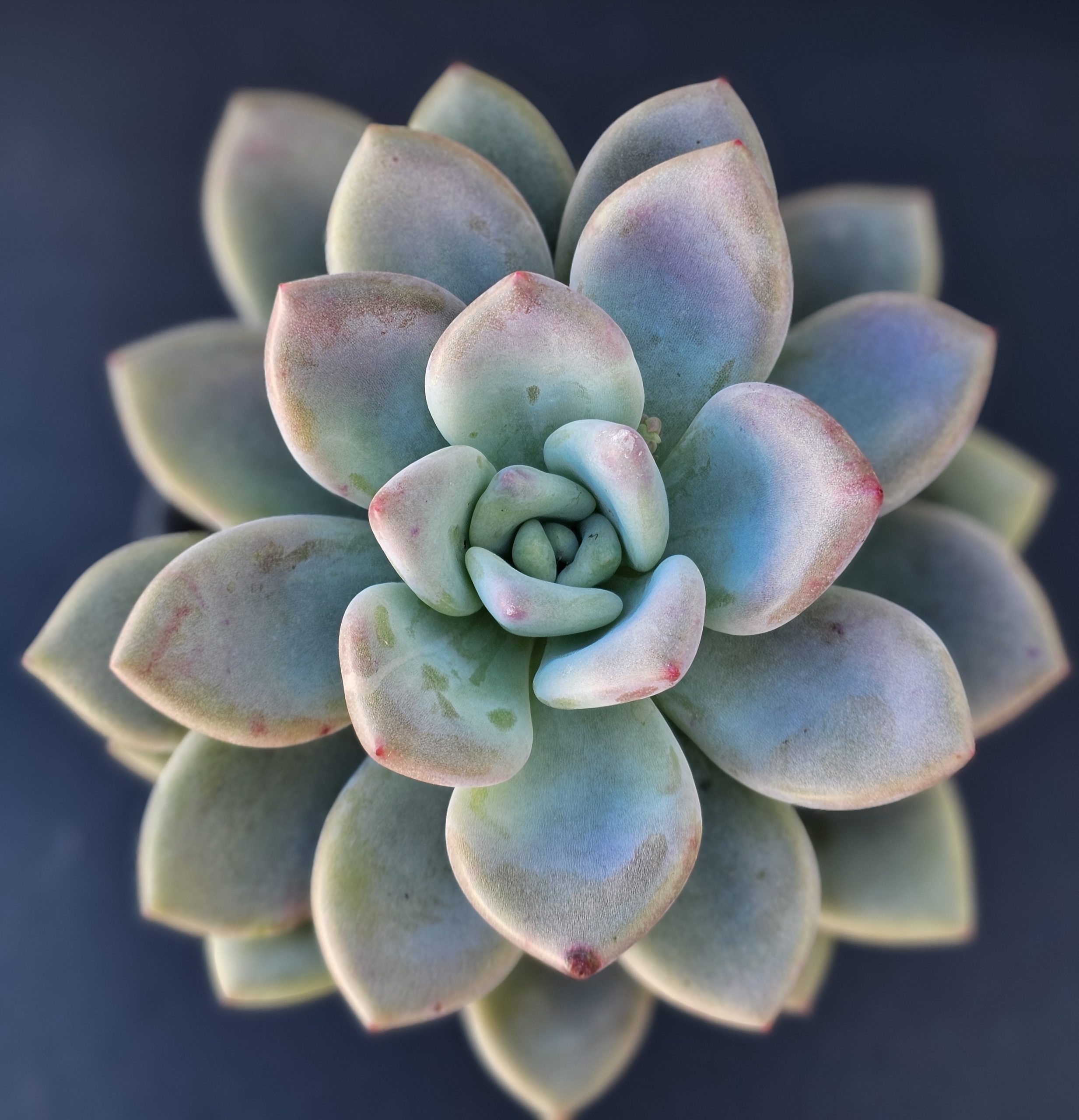 Echeveria 'Opalina' pot 9cm – Image 2