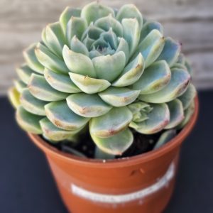 Echeveria Coreana Hybride A pot 10cm