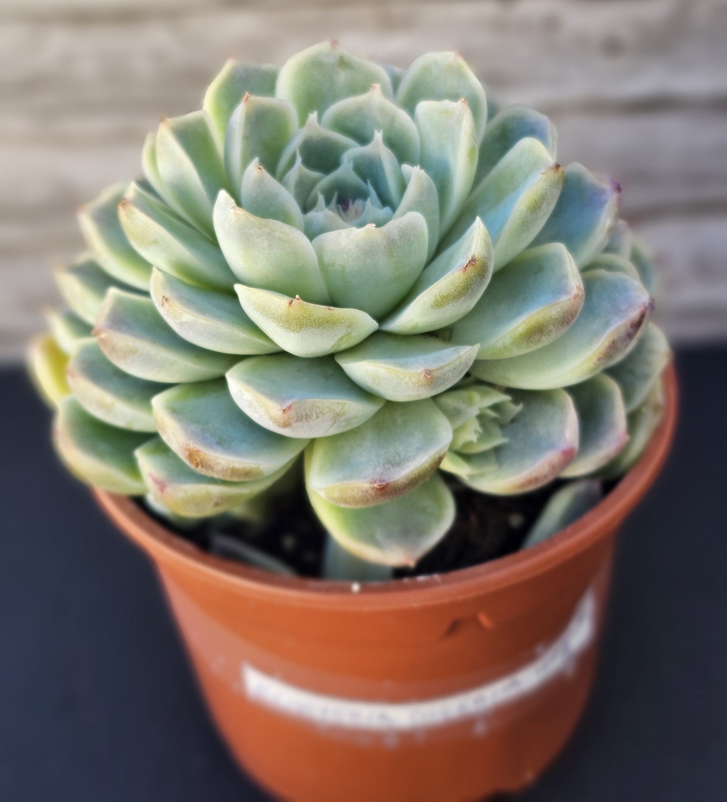 Echeveria Coreana Hybride A pot 10cm