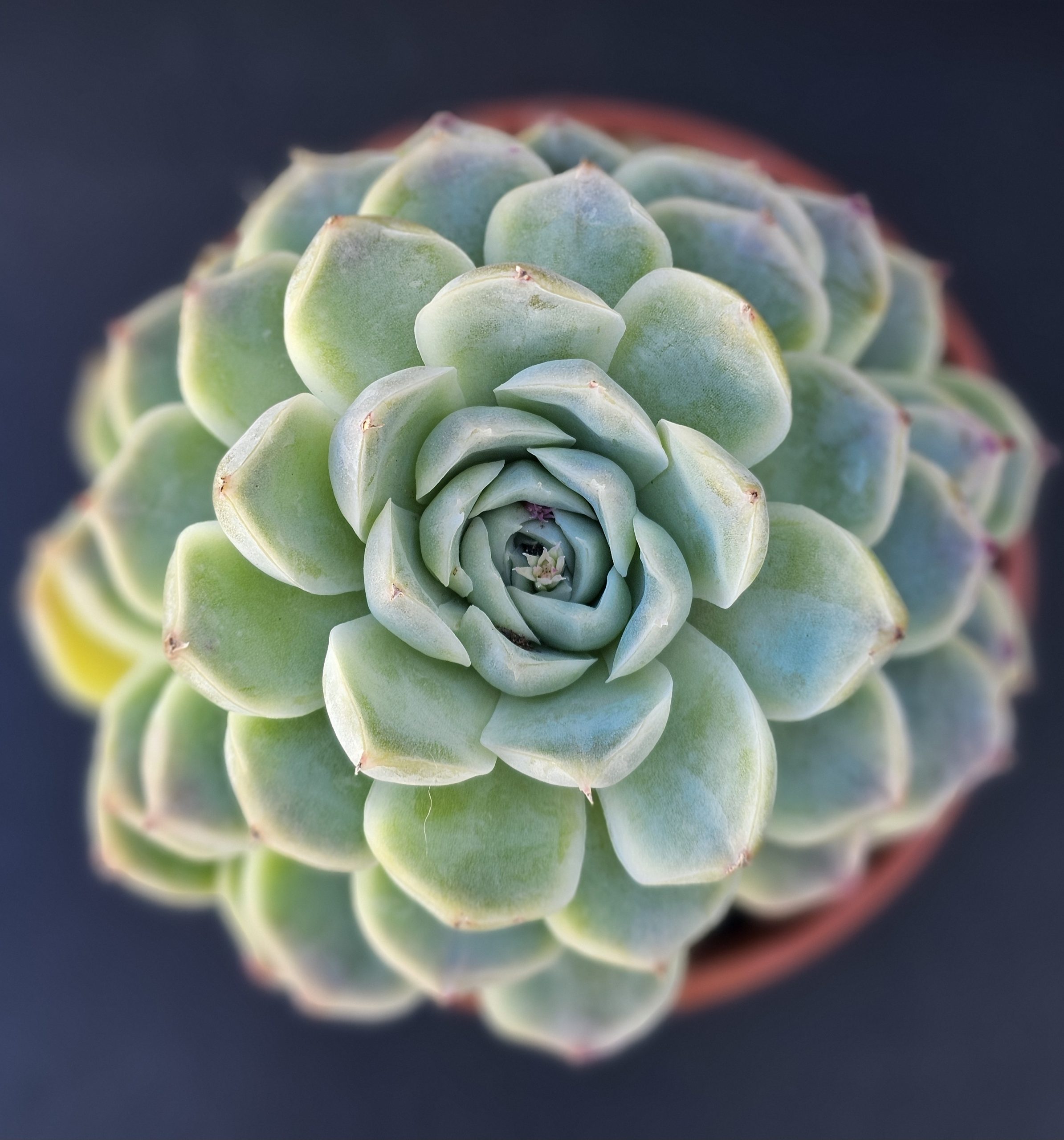 Echeveria Coreana Hybride A pot 10cm – Image 2