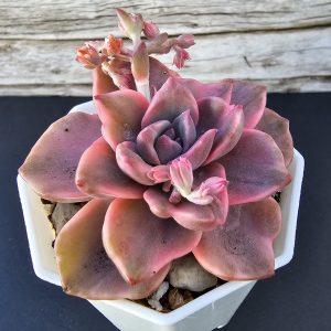 Graptoveria 'Mrs. Richards' Variegata pot 8cm