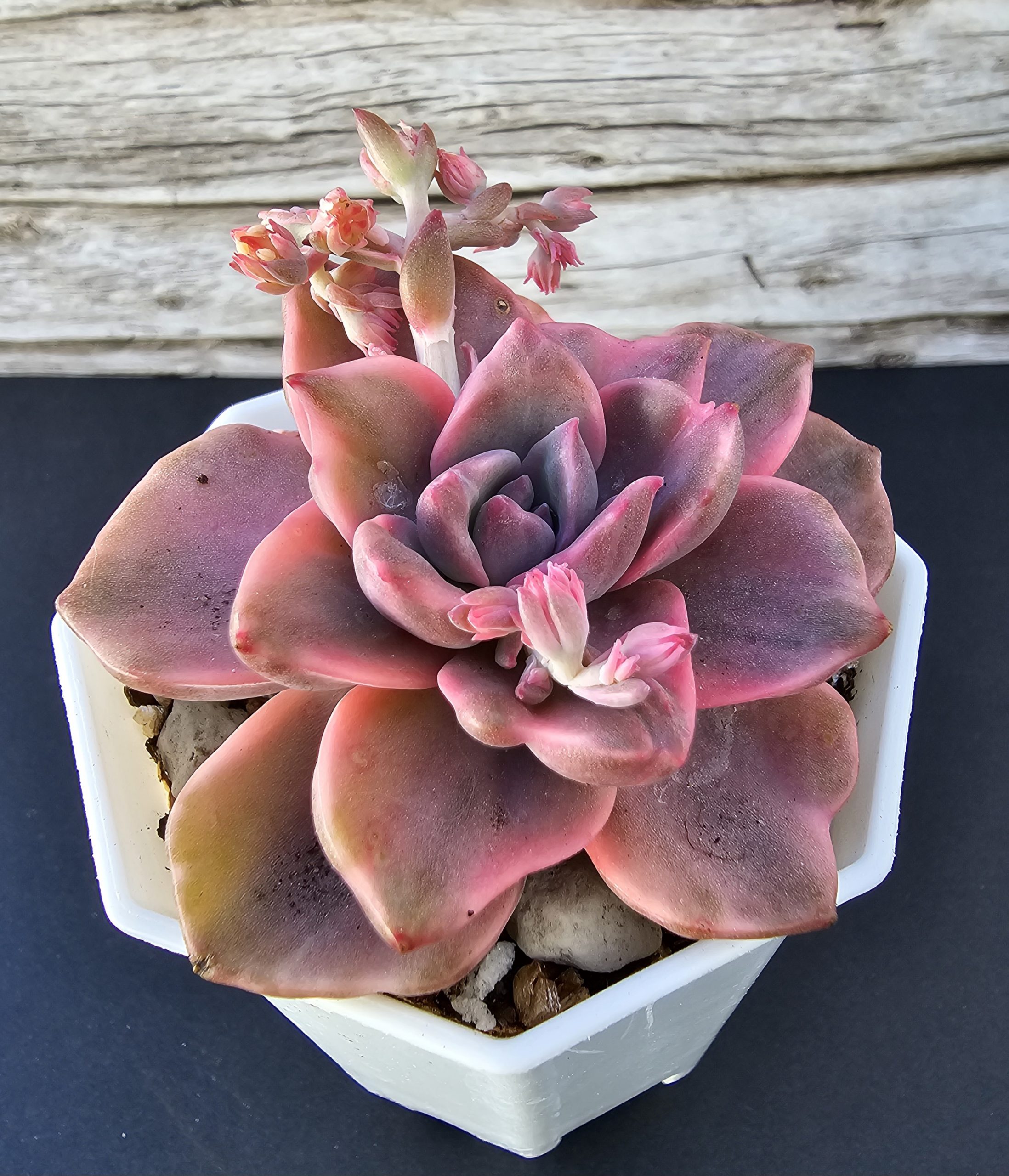 Graptoveria 'Mrs. Richards' Variegata pot 8cm