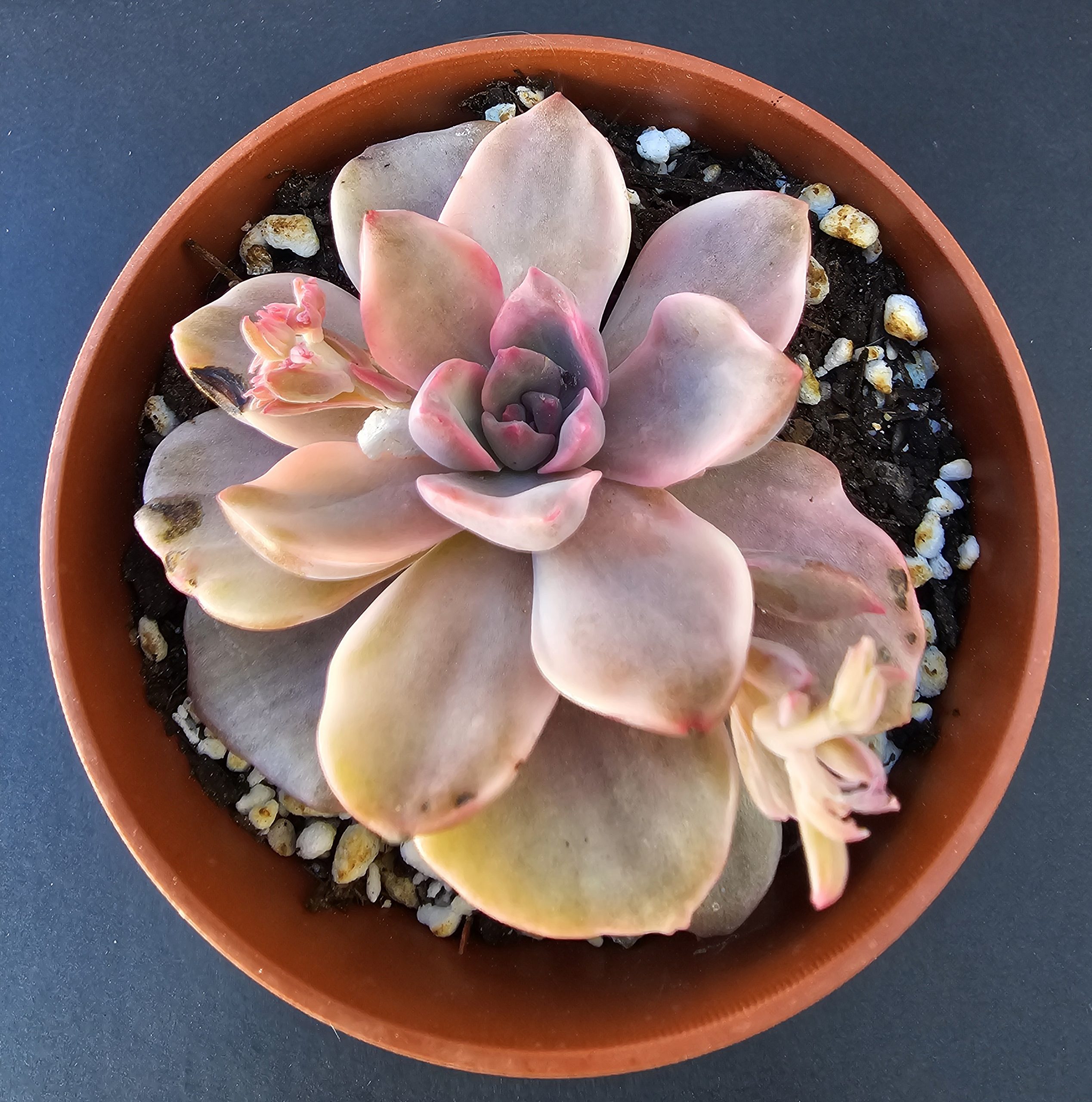 Graptoveria 'Mrs. Richards' Variegata pot 8cm – Image 2