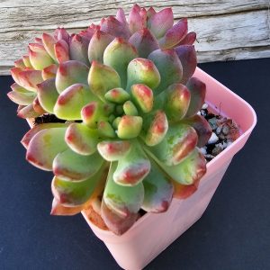 Sedeveria 'Blue Elf' pot 6cm