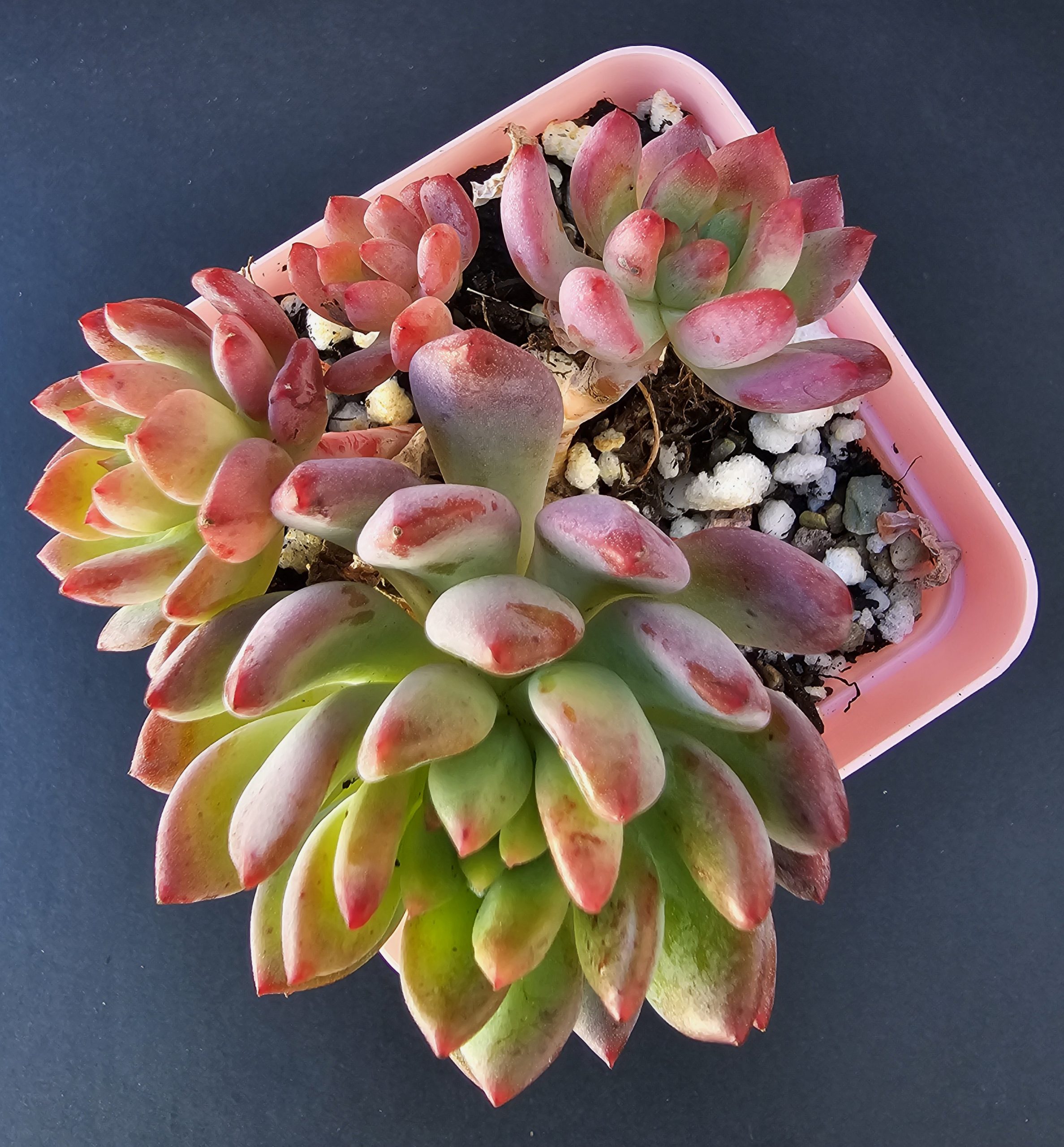 Sedeveria 'Blue Elf' pot 6cm – Image 2