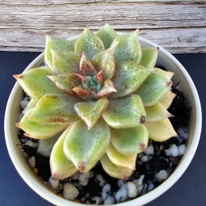 Graptoveria 'Arze' pot 9cm