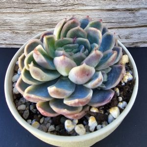 Echeveria elegans x laui pot 10cm