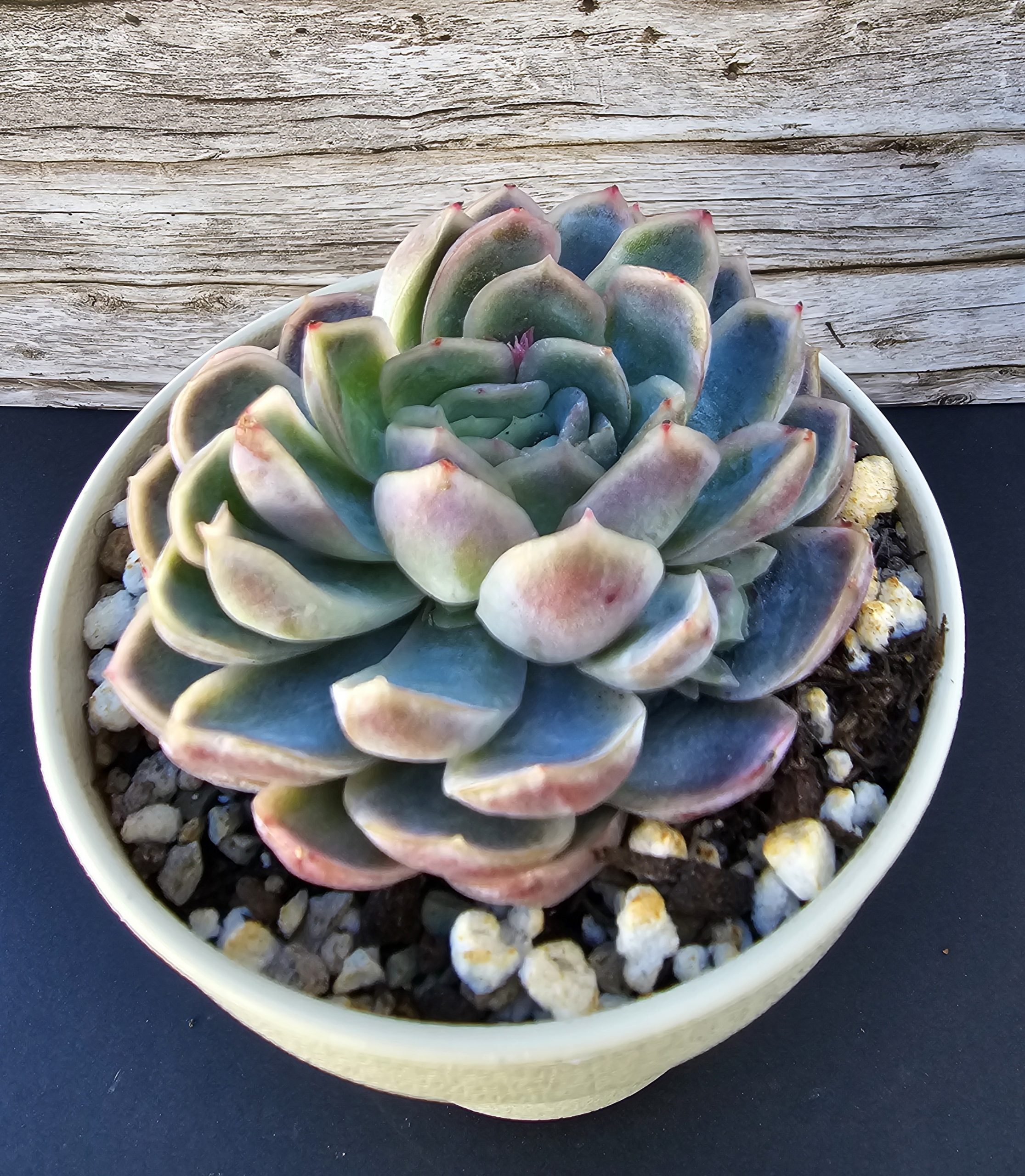 Echeveria elegans x laui pot 10cm