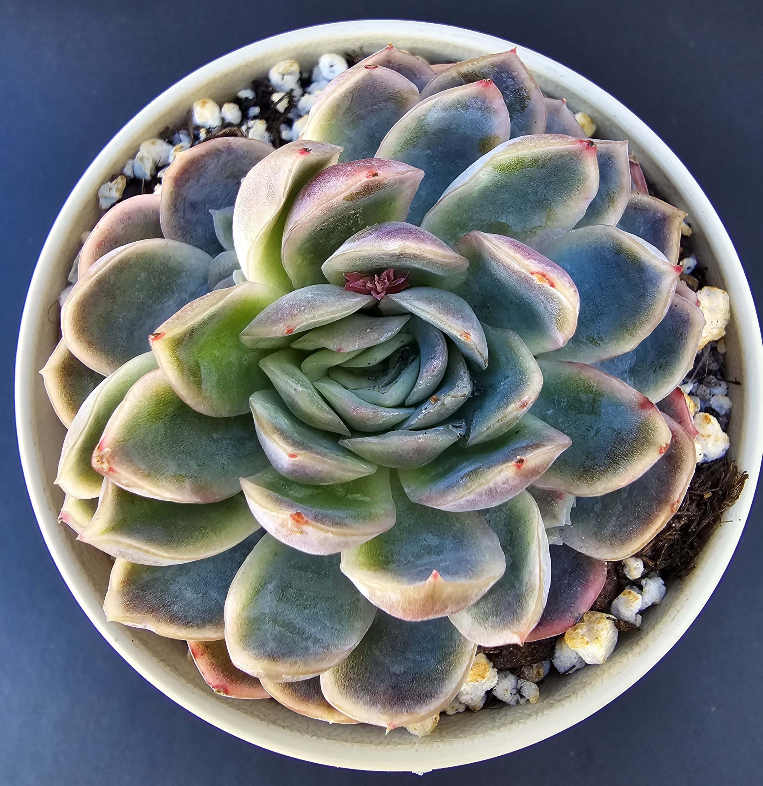 Echeveria elegans x laui pot 10cm – Image 2