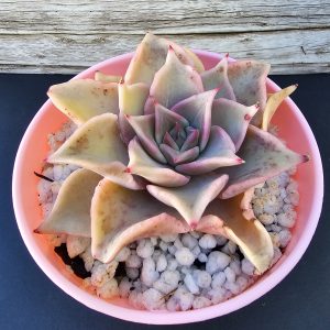 Echeveria 'Madiba' pot 9cm