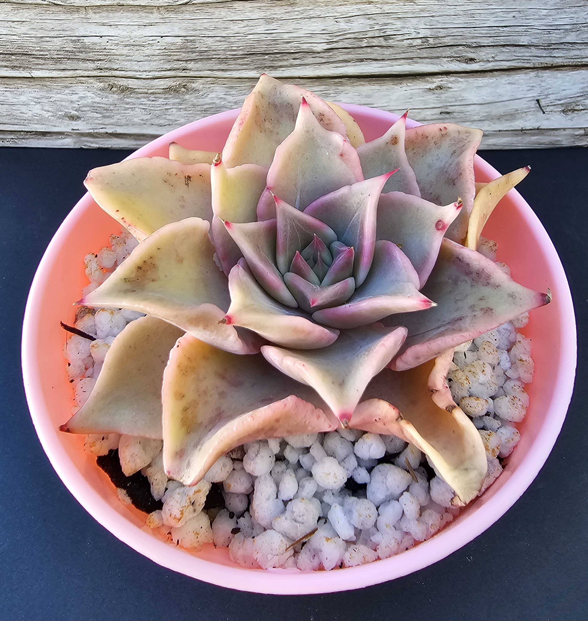 Echeveria 'Madiba' pot 9cm
