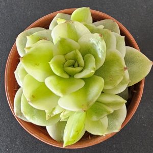 Sedeveria rolly variegata pot 5.5cm