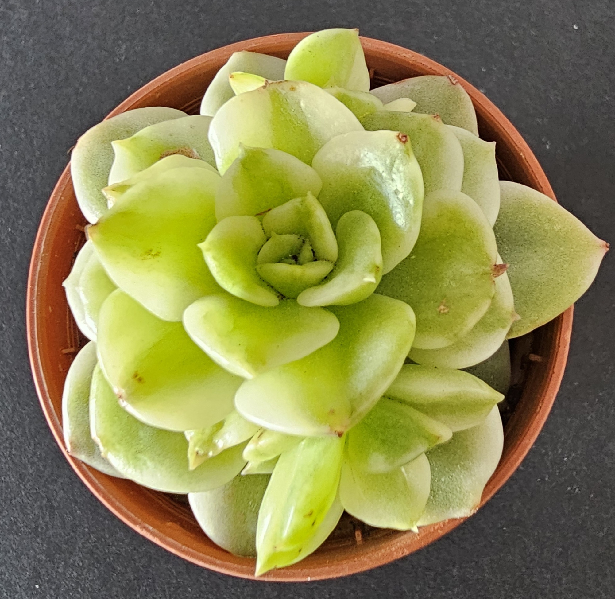 Sedeveria rolly variegata pot 5.5cm