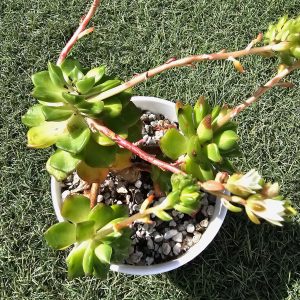 Sedeveria 'Letizia' pot 9cm