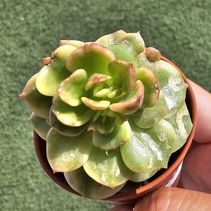 Sedeveria rolly variegata pot 5.5cm
