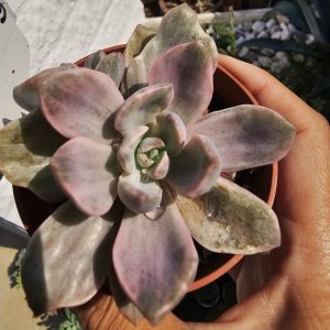 Graptoveria 'Mrs. Richards' Variegata pot 8cm