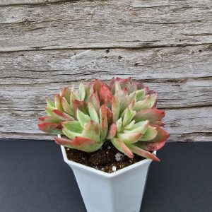 Echeveria 'Luella Cristata' pot 6.5cm