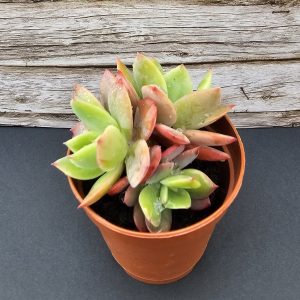Echeveria Luella pot 5.5cm