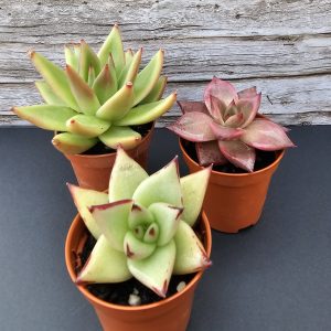 Echeveria agavoides