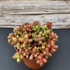 Sedum stahlii
