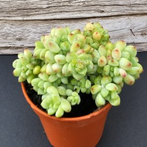 Sedum 'Spirit of caramel' pot 5.5cm