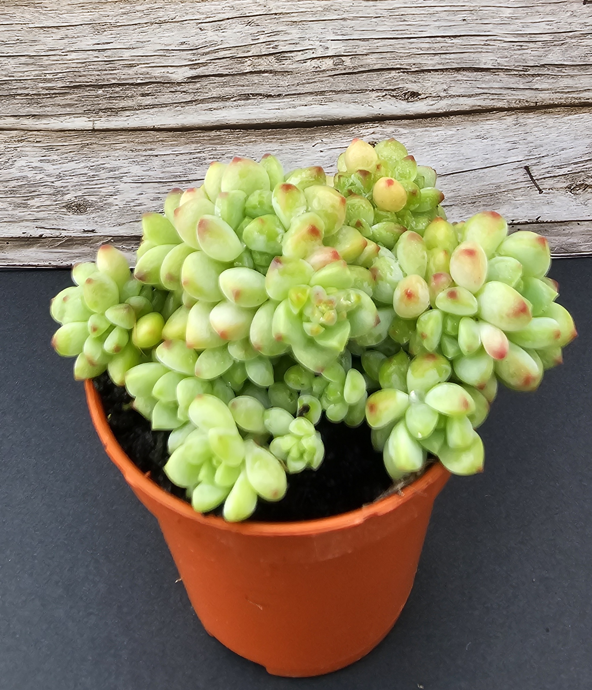 Sedum 'Spirit of caramel' pot 5.5cm