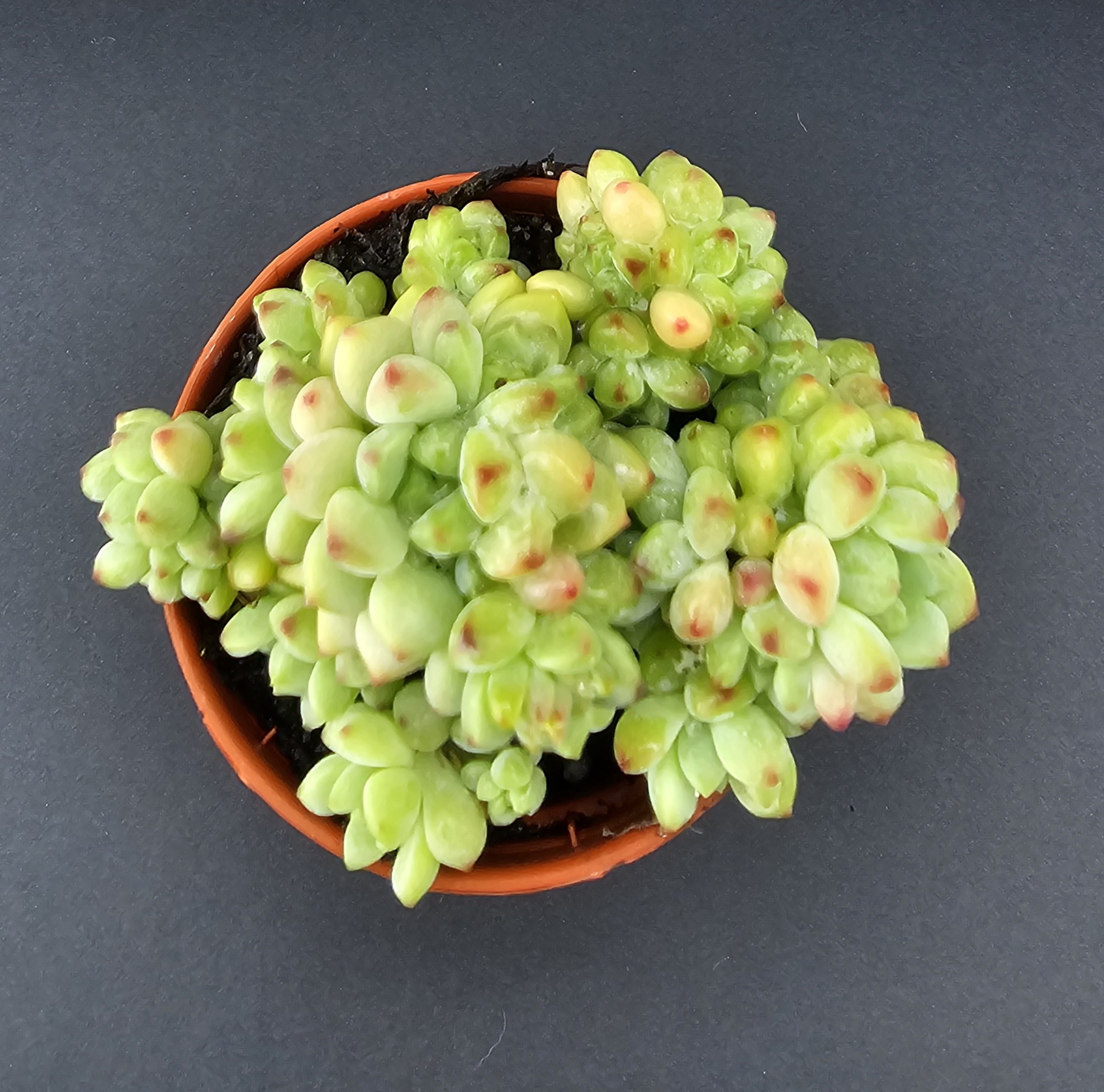 Sedum 'Spirit of caramel' pot 5.5cm – Image 2