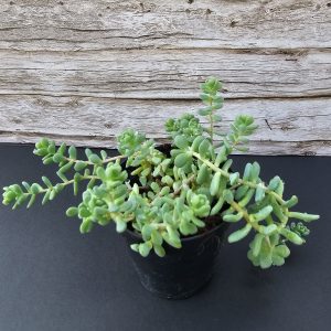 Sedum dasyphyllum 'Major' pot 5.5cm