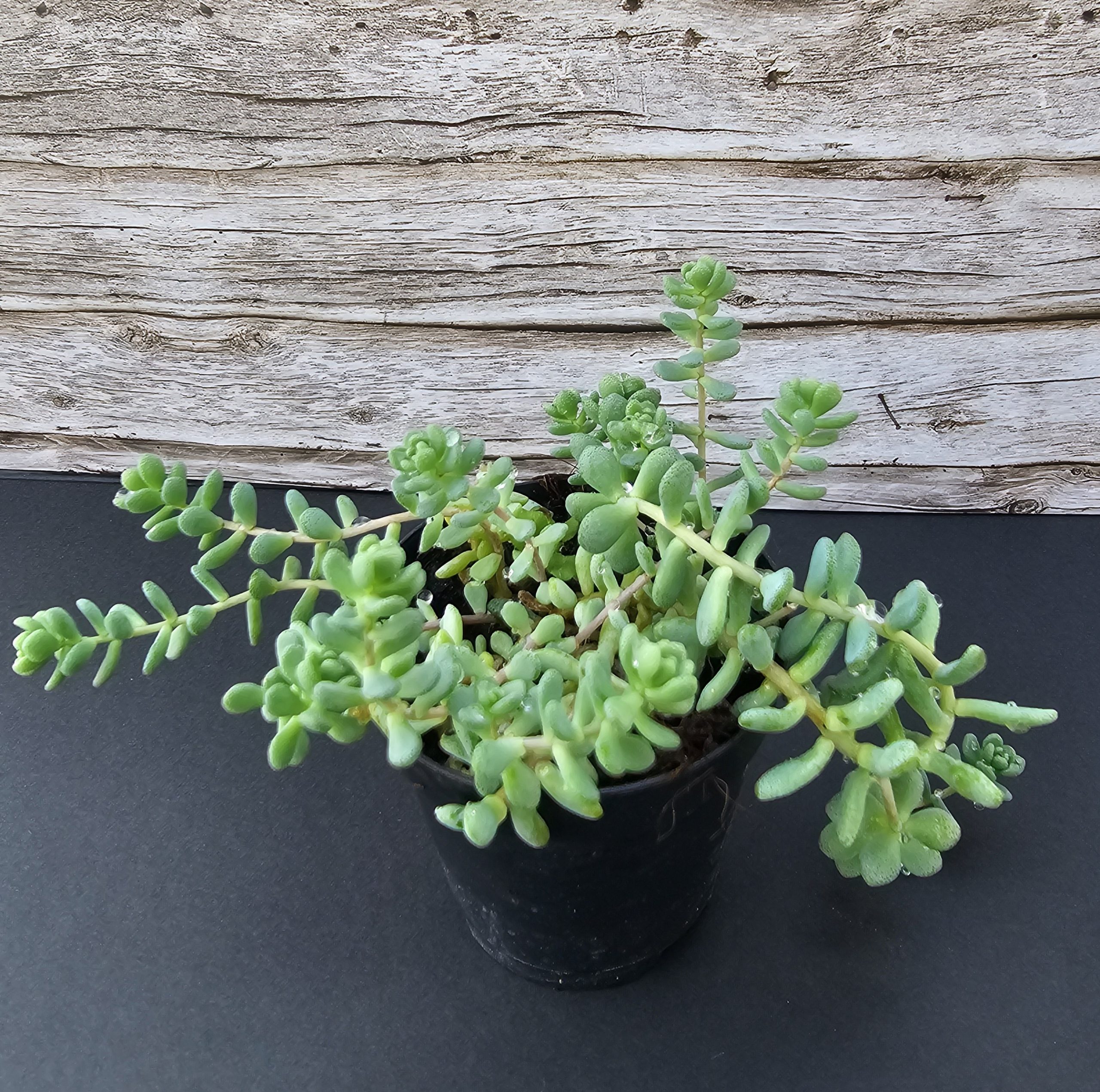 Sedum dasyphyllum 'Major' pot 5.5cm