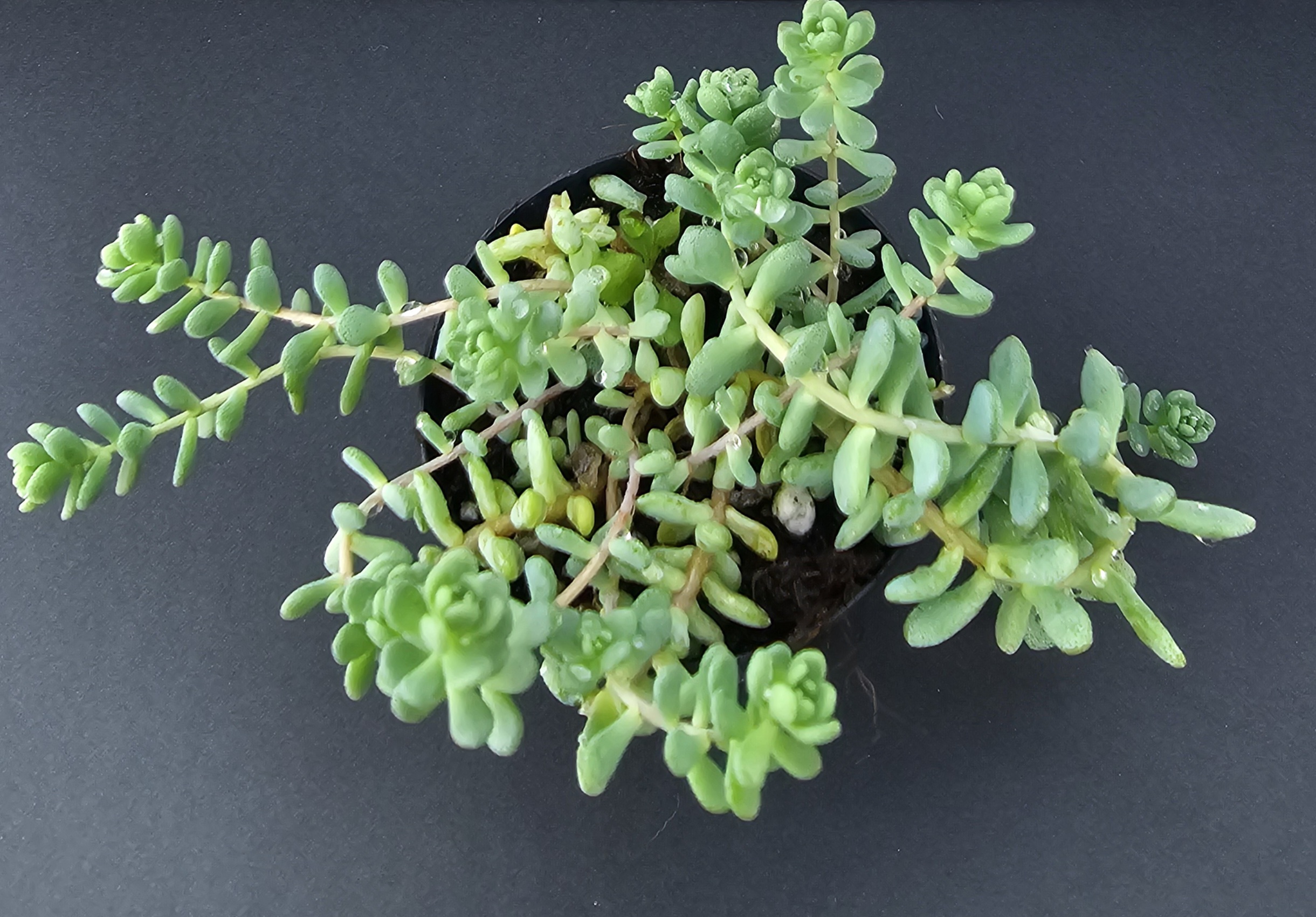 Sedum dasyphyllum 'Major' pot 5.5cm – Image 2