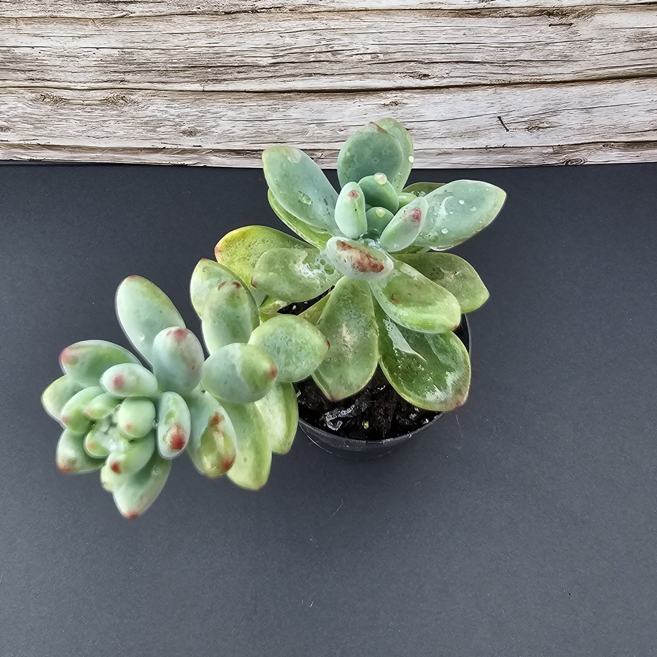 Sedum commixtum pot 5.5cm – Image 2