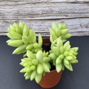 Sedum morganianum pot 5.5cm