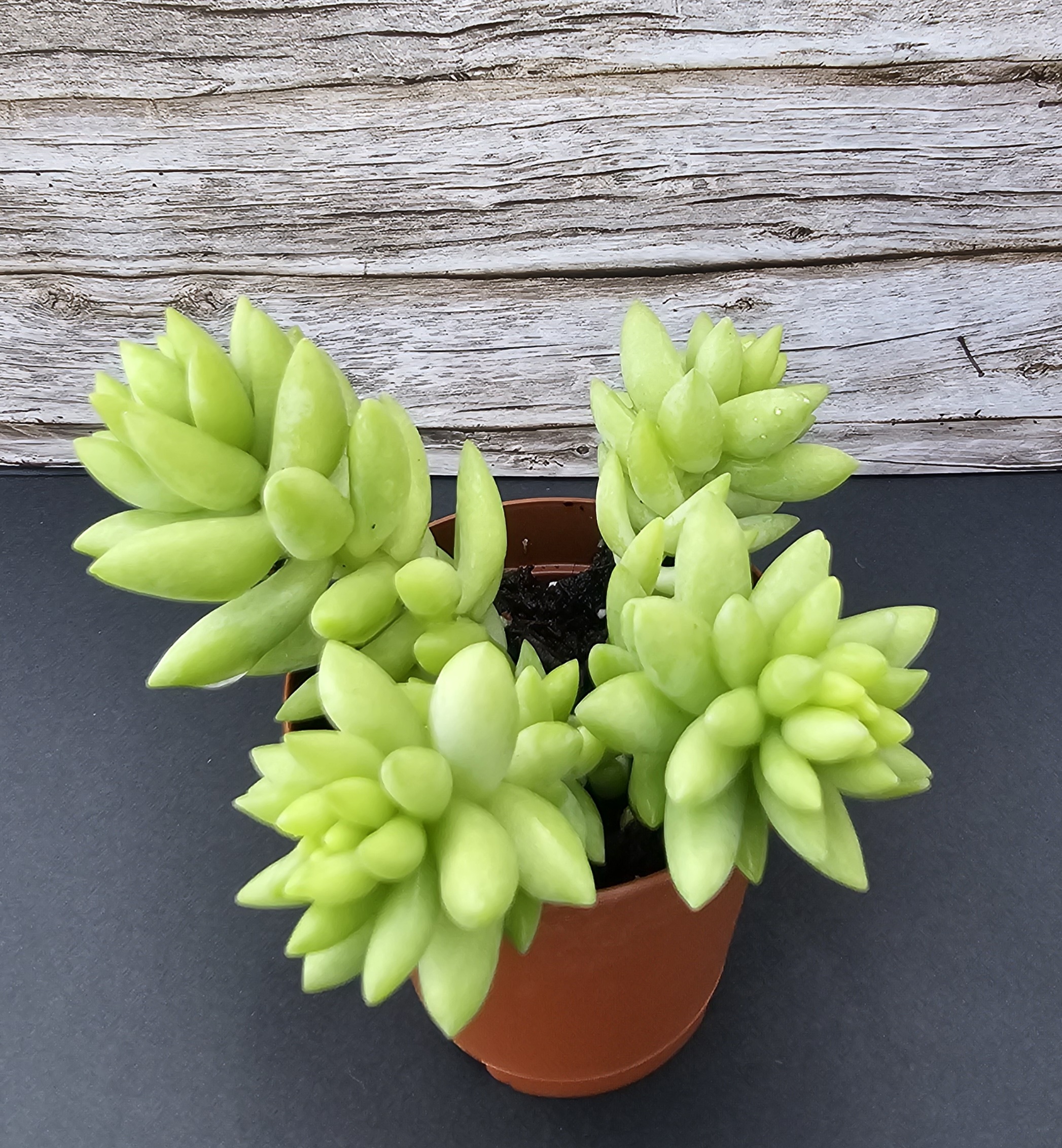 Sedum morganianum pot 5.5cm