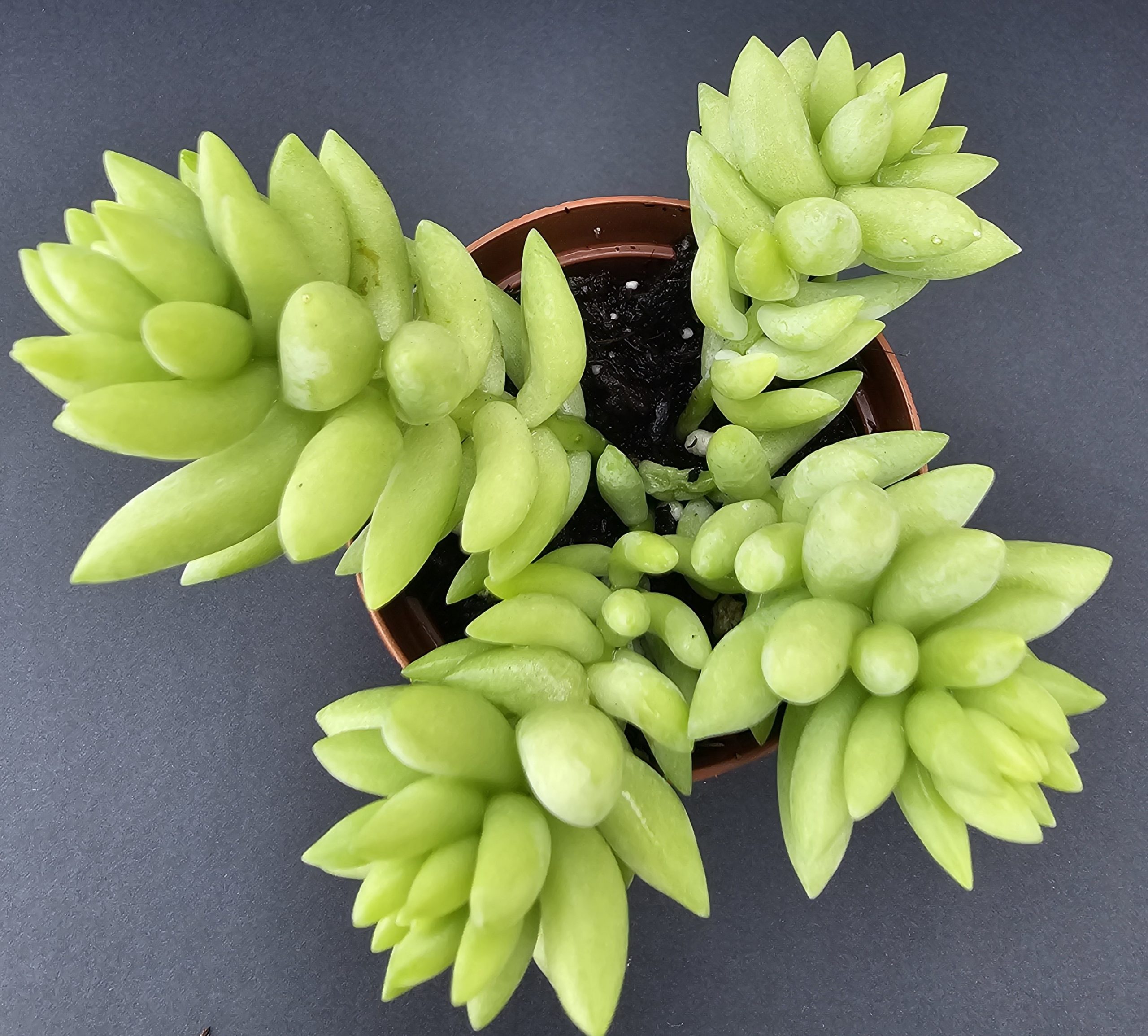 Sedum morganianum pot 5.5cm – Image 2
