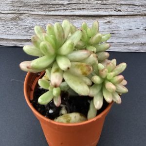 Sedum rubrotinctum 'Aurora Variegata' pot 5.5cm