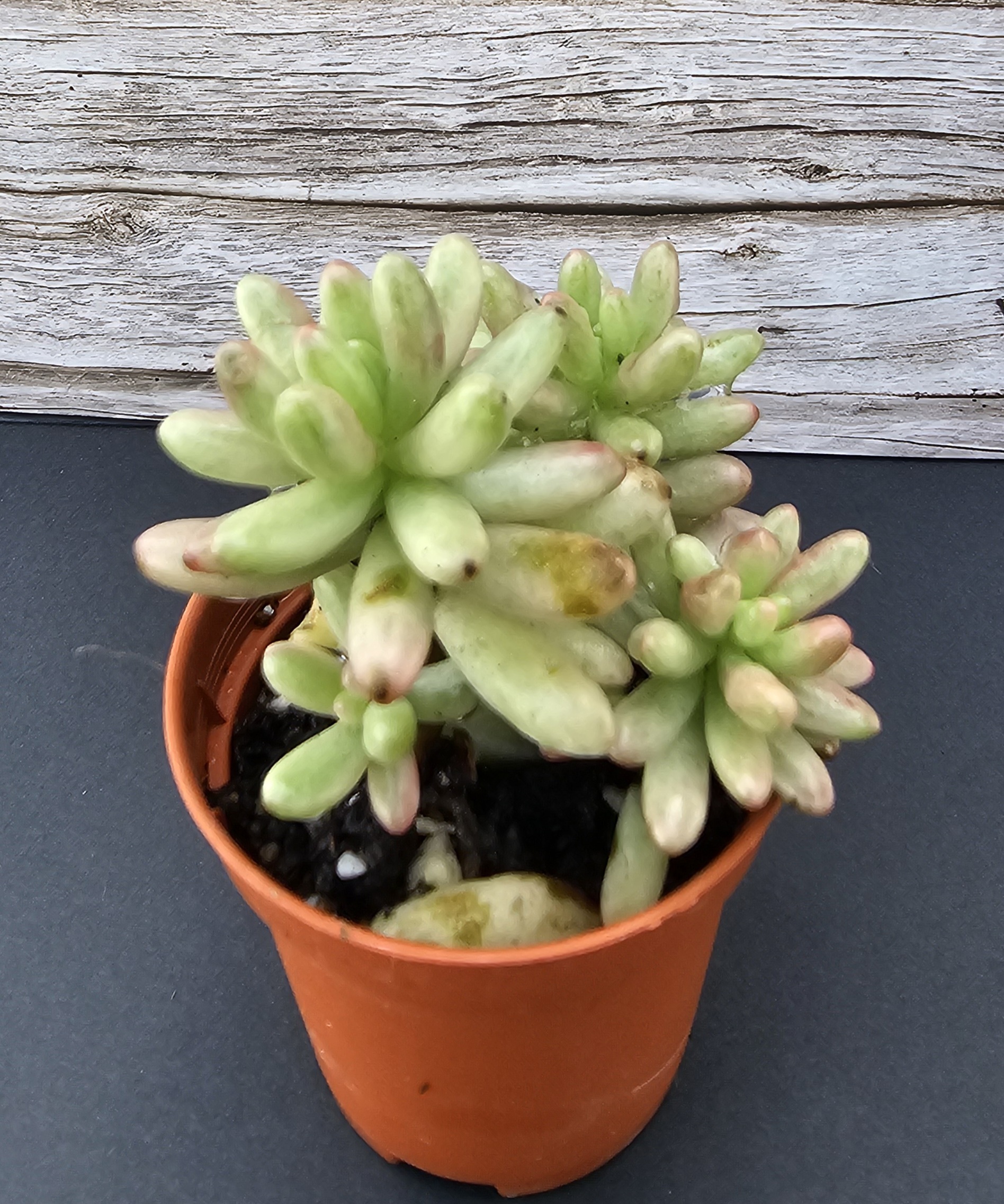 Sedum rubrotinctum 'Aurora Variegata' pot 5.5cm