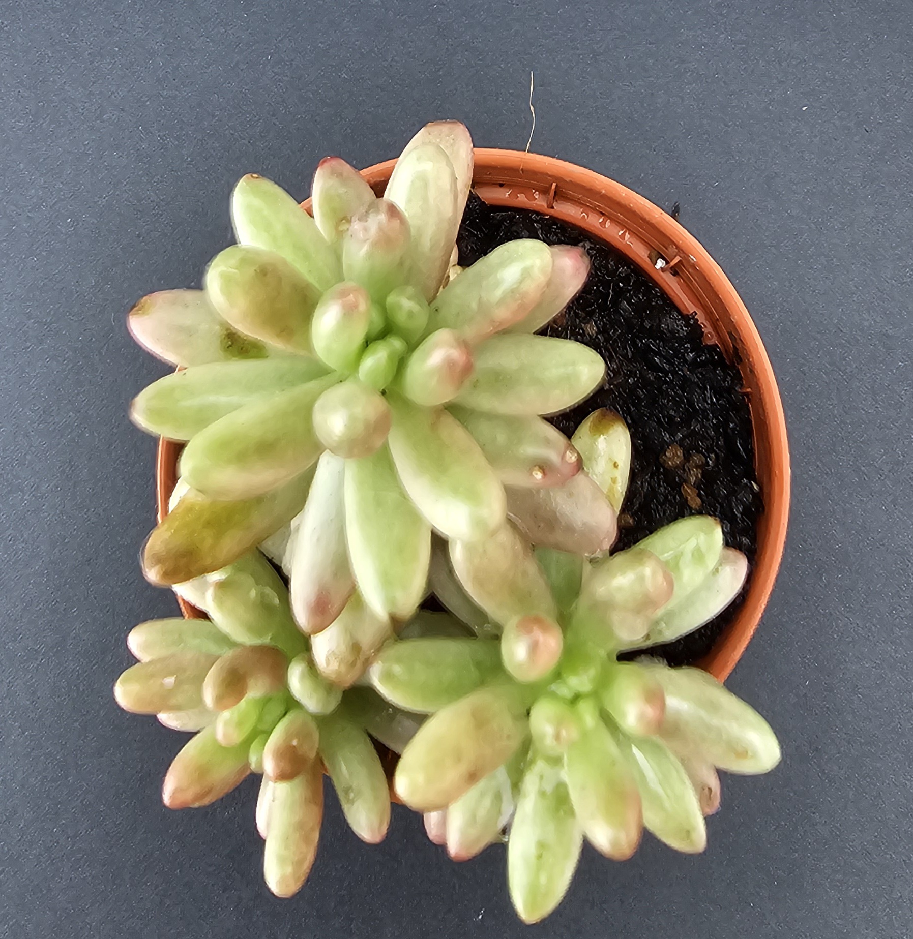 Sedum rubrotinctum 'Aurora Variegata' pot 5.5cm – Image 2