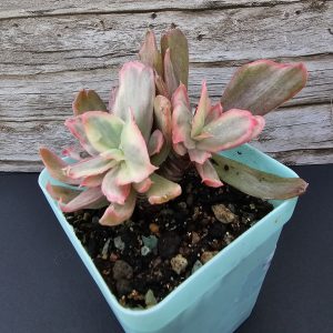 Echeveria 'Rose Rock' variegata pot 7cm